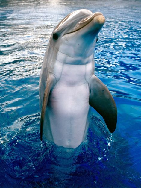 delfin.jpg